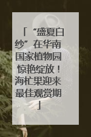 “盛夏白纱”在华南国家植物园惊艳绽放！海杧果迎来最佳观赏期