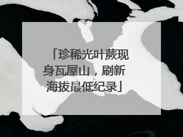 珍稀光叶蕨现身瓦屋山，刷新海拔最低纪录