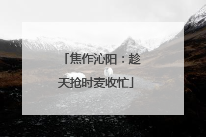 焦作沁阳：趁天抢时麦收忙