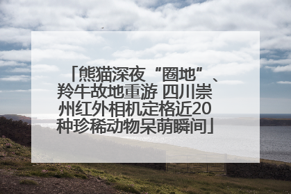 熊猫深夜“圈地”、羚牛故地重游 四川崇州红外相机定格近20种珍稀动物呆萌瞬间
