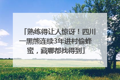熟练得让人惊讶！四川一黑熊连续3年进村偷蜂蜜，藏哪都找得到