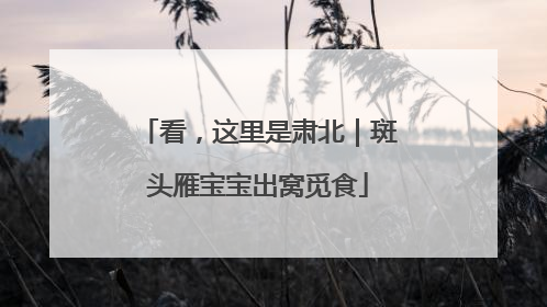 看，这里是肃北｜斑头雁宝宝出窝觅食