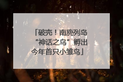 破壳！南麂列岛“神话之鸟”孵出今年首只小雏鸟
