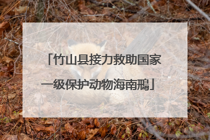 竹山县接力救助国家一级保护动物海南鳽