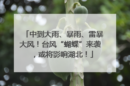 中到大雨、暴雨、雷暴大风！台风“蝴蝶”来袭，或将影响湖北！