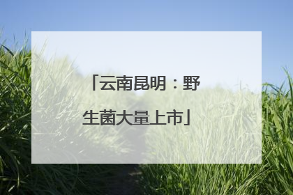 云南昆明：野生菌大量上市