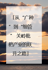 从“广种”到“细管” 关岭枇杷产业的跃升之路