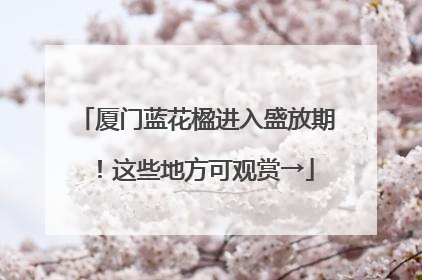 厦门蓝花楹进入盛放期！这些地方可观赏→