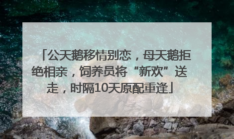 公天鹅移情别恋，母天鹅拒绝相亲，饲养员将“新欢”送走，时隔10天原配重逢