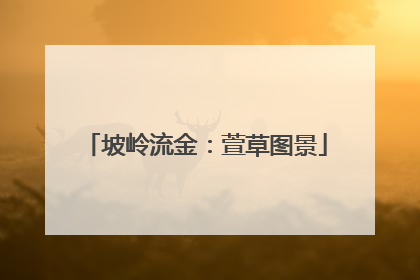 坡岭流金：萱草图景