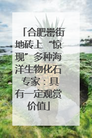 合肥罍街地砖上“惊现”多种海洋生物化石 专家：具有一定观赏价值