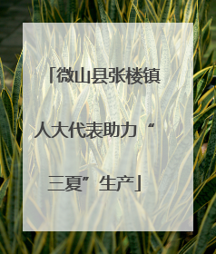 微山县张楼镇人大代表助力“三夏”生产