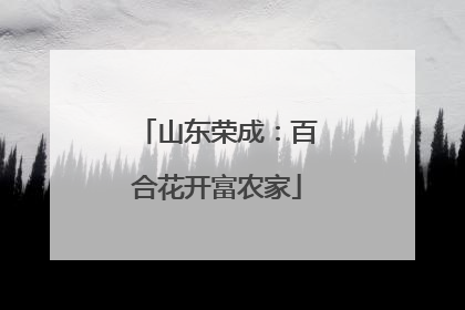 山东荣成：百合花开富农家
