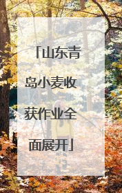 山东青岛小麦收获作业全面展开