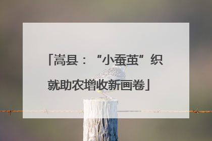 嵩县：“小蚕茧”织就助农增收新画卷