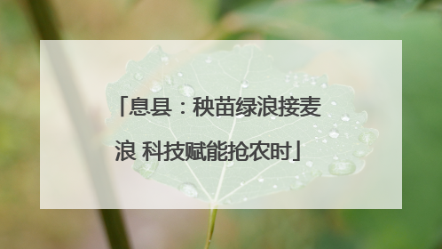 息县：秧苗绿浪接麦浪 科技赋能抢农时