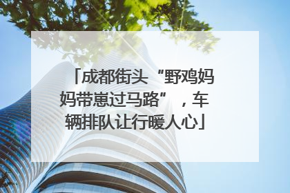 成都街头“野鸡妈妈带崽过马路”，车辆排队让行暖人心