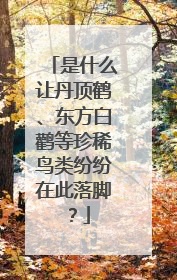 是什么让丹顶鹤、东方白鹳等珍稀鸟类纷纷在此落脚？