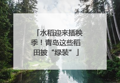 水稻迎来插秧季！青岛这些稻田披“绿装”