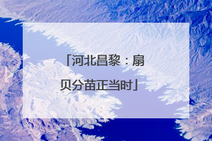 河北昌黎：扇贝分苗正当时
