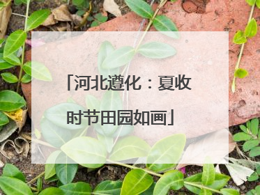 河北遵化：夏收时节田园如画