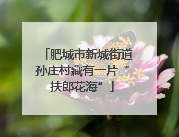 肥城市新城街道孙庄村藏有一片“扶郎花海”