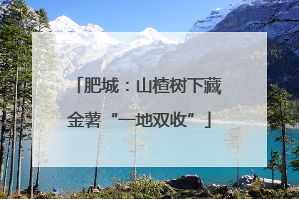 肥城：山楂树下藏金薯“一地双收”