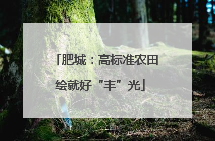 肥城：高标准农田绘就好“丰”光
