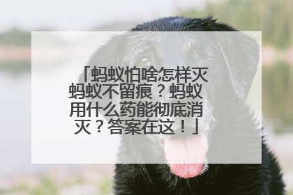 蚂蚁怕啥怎样灭蚂蚁不留痕？蚂蚁用什么药能彻底消灭？答案在这！