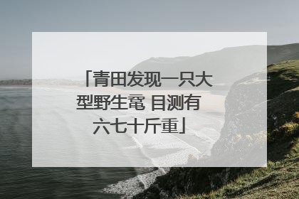青田发现一只大型野生鼋 目测有六七十斤重